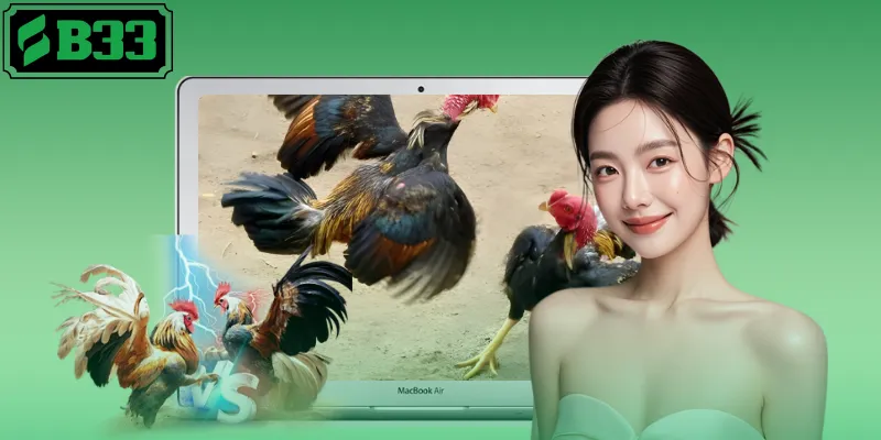 Cách nuôi gà đá&nbsp;đúng tiêu chuẩn